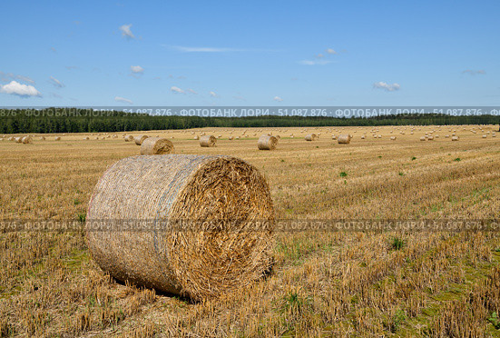 Тюки соломы на поле после уборки урожая в солнечную погоду. Стоковое фото, фотограф Александр Маслов / Фотобанк Лори