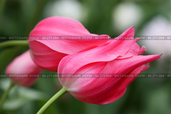 Tulips pink. Flower bright background horizontally. Tulipa. Liliaceae Family. Стоковое фото, фотограф Говорова Лариса / Фотобанк Лори
