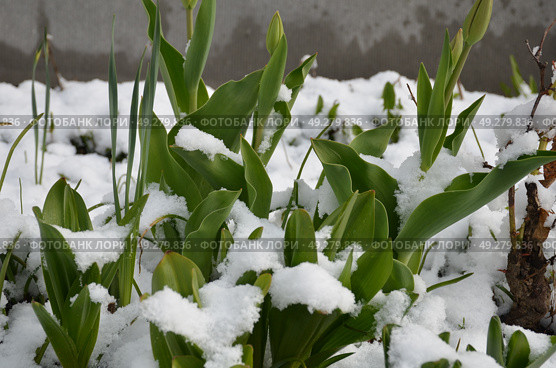 Tulips under the snow. Стоковое фото, фотограф Andrew_Swarga / Фотобанк Лори