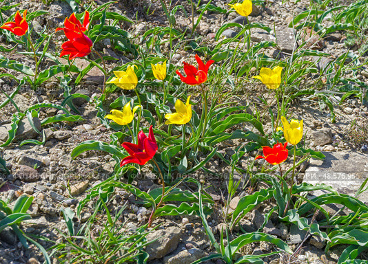 Тюльпан Шренка (лат. Tulipa suaveolens) на каменистом глинистом горном склоне. В России этот вид тюльпанов занесен в Красную Книгу. Мыс Меганом, Крым, конец апреля. Стоковое фото, фотограф Сергей Рыбин / Фотобанк Лори