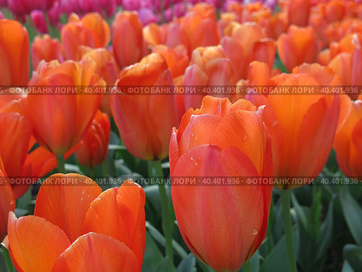 Тюльпан сорт Orange Balloon (Оранжевый шар) Стоковое фото, фотограф Татьяна Т / Фотобанк Лори