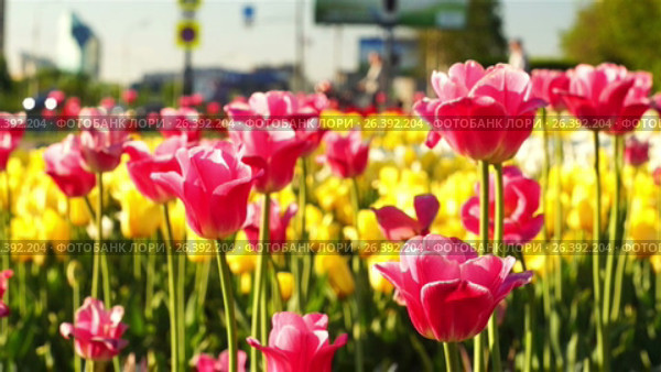 Тюльпаны покачивающиеся на ветру на московском газоне. Pink tulips swaying in the wind close up. Стоковое видео, видеограф Георгий Дзюра / Фотобанк Лори