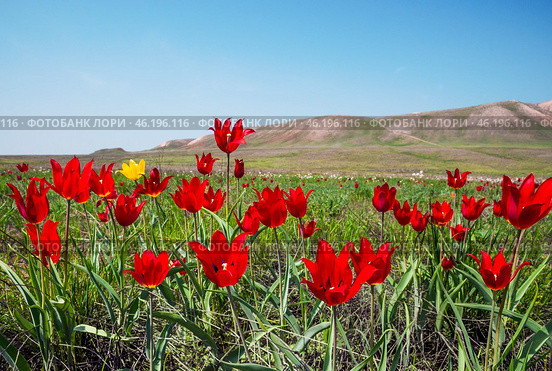Тюльпаны Шренка ( Tulipa suaveolens Roth, 1794 )  Тюльпаны в момент цветения в Астраханской степи у подножия горы Б.Богдо ( Богдинско-Баскунчакский заповедник ) . Занесены в Красную книгу. Стоковое фото, фотограф Павел Просянов / Фотобанк Лори