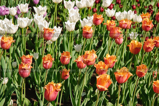 Тюльпаны (Tulipa). Сорт "Ламбада" бахромчатый. Стоковое фото, фотограф Алёшина Оксана / Фотобанк Лори