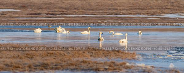 Тундровый лебедь (Cygnus columbianus). Стая лебедей плывет по реке в тундре. Конец мая в Арктике. Весной на Крайний Север прилетели перелетные птицы. Чукотка, Дальний Восток России. Стоковое фото, фотограф Андрей Степанов / Фотобанк Лори