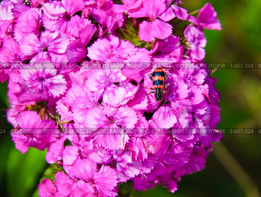Турецкая гвоздика (Dianthus barbatus) и жук пестряк пчелиный. Стоковое фото, фотограф Алёшина Оксана / Фотобанк Лори