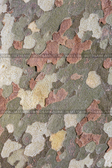 Турция. Стамбул. Фактурная кора дерева. Поверхность ствола платана. Turkey. Istanbul. Textured tree bark. The surface of the sycamore tree trunk. (2021 год). Стоковое фото, фотограф Алексей Смышляев / Фотобанк Лори