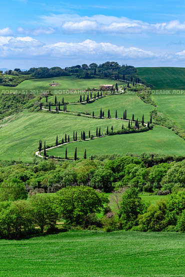 Tuscany,  Italy - May 1, 2015: Lush green hills and winding paths bordered by tall cypress trees create a tranquil landscape in the countryside Tuscany, Italy. Редакционное фото, фотограф Татьяна  Бральнина / Фотобанк Лори