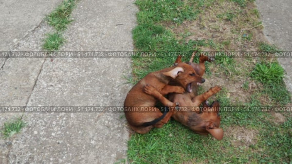 Two adorable dachshunds are having a delightful time rolling on the grass in a sunny backyard. Their playful antics showcase a deep bond as they play and interact with joy in peaceful outdoor setting. Стоковое видео, видеограф Юлия Петровская / Фотобанк Лори