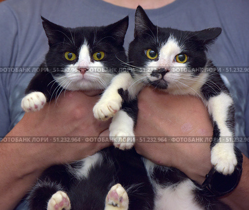 Two black and white cats being held in arms. Both pets are looking straight at the camera, which creates a bright and touching impression. Their expressive yellow eyes and symmetrical contrasting coloring emphasize the individuality of each. One cat has a more uniform muzzle color, and the other has a noticeable black spot near the nose. The cats look healthy, well-groomed and a little wary, which gives the photo liveliness and character. This photo is perfect for topics related to pets, animal care, volunteering and love for cats. Стоковое фото, фотограф Анна Кривицкая / Фотобанк Лори