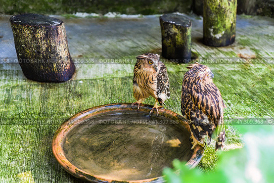 Two Buffy fish owls (Ketupa ketupu) also known as the Malay fish owl sitting near water in Malaysia. Стоковое фото, фотограф Татьяна Терехина / Фотобанк Лори