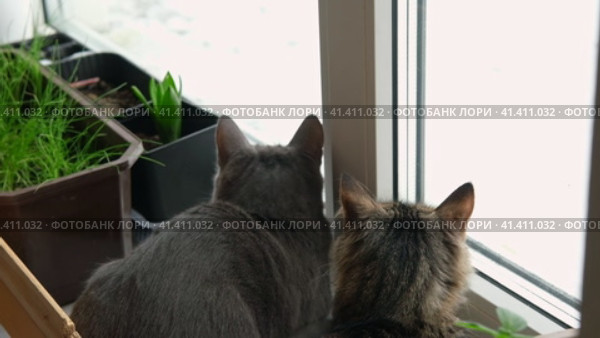 Two cats look out through window at the birds. Domestic cats want to catching bird, attack, scrape the glass. Cute kitty sitting on windowsill. Feline watching bird outside the window. Closeup. Стоковое видео, видеограф Марина Демидюк / Фотобанк Лори