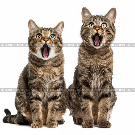 Two cats meowing loudly with open mouths on white background. Стоковое AI-изображение, AI-художник Иван Рябоконь / Фотобанк Лори