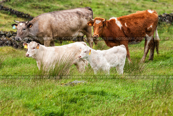 Two cows with calves graze on pasture. Стоковое фото, фотограф Юлия Бабкина / Фотобанк Лори