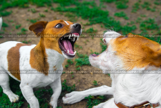 Two dogs are fighting on the street. Agressive dogs. Dog attack. Стоковое фото, фотограф Александр Сергеевич / Фотобанк Лори