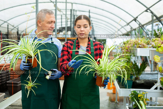 Two gardener are standing with flower Chlorophytum near plants. Стоковое фото, фотограф Яков Филимонов / Фотобанк Лори