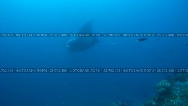 Two Giant oceanic manta ray - Manta birostris, Floats in blue water over a coral reef, Oceania, Indonesia, Southeast Asia. Стоковое видео, видеограф Некрасов Андрей / Фотобанк Лори