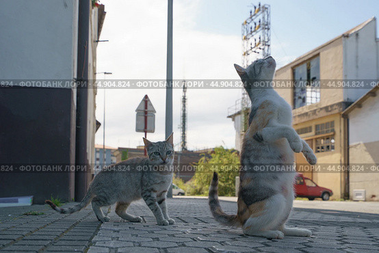 Two homeless cats beg for food on the city street. Стоковое фото, фотограф YuryKara / Фотобанк Лори