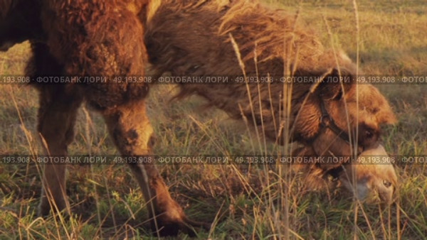 Two-humped camel grazing in dry meadow during autumn sunset. Стоковое видео, видеограф Дмитрий Наумов / Фотобанк Лори