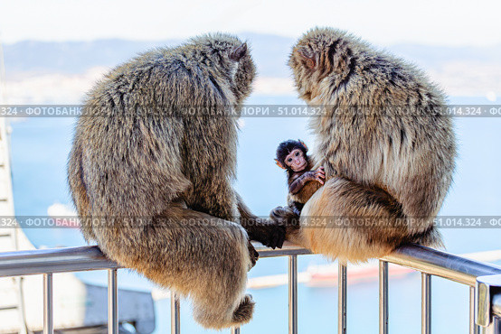 Two monkeys and their baby sit on a railing by the sea in the midday sun (2015 год). Стоковое фото, фотограф Татьяна  Бральнина / Фотобанк Лори