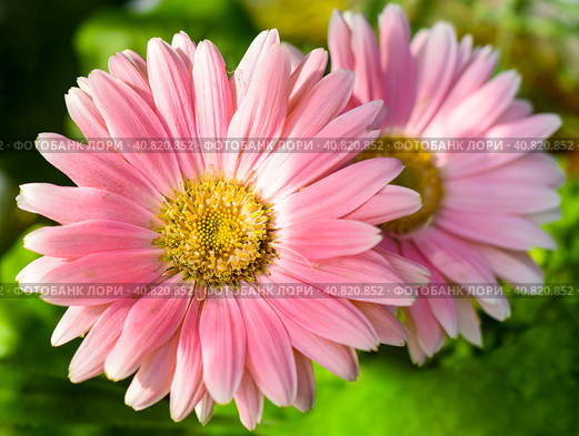 Two pink chrysanthemums Samba, close up. Стоковое фото, фотограф Татьяна Терехина / Фотобанк Лори