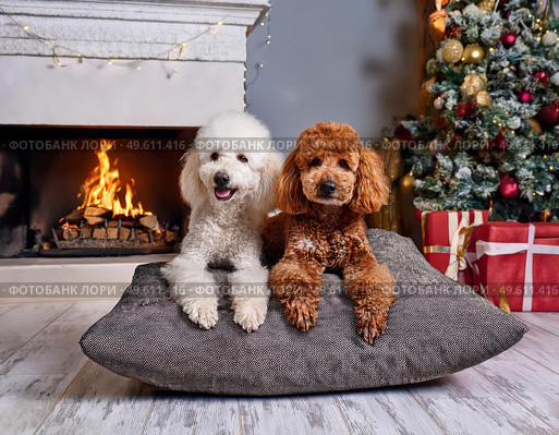 Two poodles lie on a pillow near a Christmas tree with presents. Стоковое AI-изображение, AI-художник Irina Kuchugurina/Gaudy / Фотобанк Лори