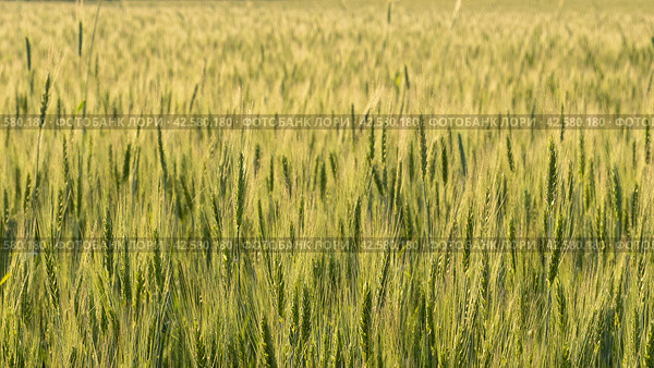 Two-rowed barley or Hordeum distichon growing in the field. Стоковое фото, фотограф VittoriaChe / Фотобанк Лори