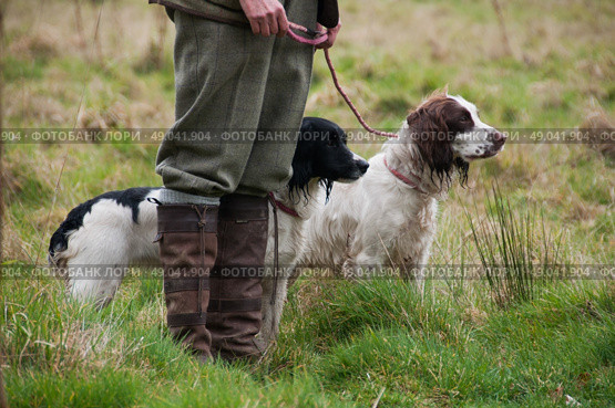 Two springer spaniels out shooting with handler. Стоковое фото, агентство Ingram Publishing / Фотобанк Лори
