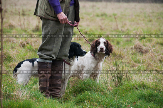 Two springer spaniels out shooting with handler. Стоковое фото, агентство Ingram Publishing / Фотобанк Лори