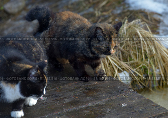 Two tortoiseshell stray cats on a wooden platform near water and dry grass. One cat with a dark tricolor coat (black, red and white) is leaning down, and the second, darker, with red and brown spots, is walking next to him, shielding his eyes from the bright winter sun. The frame contains the remains of snow and dry grass, creating an atmosphere of early spring or late winter. The scene conveys the natural life of stray animals in their usual habitat. Стоковое фото, фотограф Анна Кривицкая / Фотобанк Лори