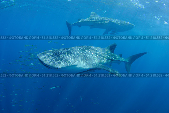 Two whale sharks feeding under a bagan fishing boat in Indonesia. VW Pics/Stocktrek Images/TASS. Стоковое фото, агентство ТАСС / Фотобанк Лори