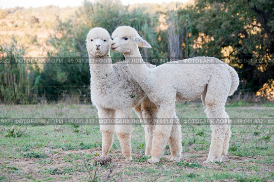 Two young alpaca friends. Стоковое фото, агентство Ingram Publishing / Фотобанк Лори