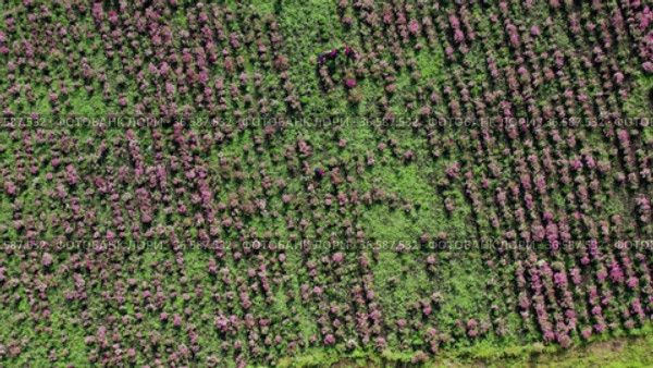 Уборка урожая эхинацеи пурпурной (Echinacea purpurea). Вид с воздуха. Harvesting of echinacea (Echinacea purpurea). Aerial view. Стоковое видео, видеограф Евгений Романов / Фотобанк Лори