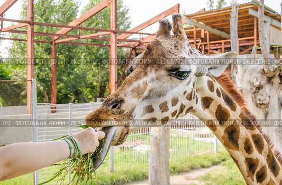 Угощение жирафа Ротшильда (Giraffa camelopardalis rothschildi) (2015 год). Стоковое фото, фотограф Алёшина Оксана / Фотобанк Лори