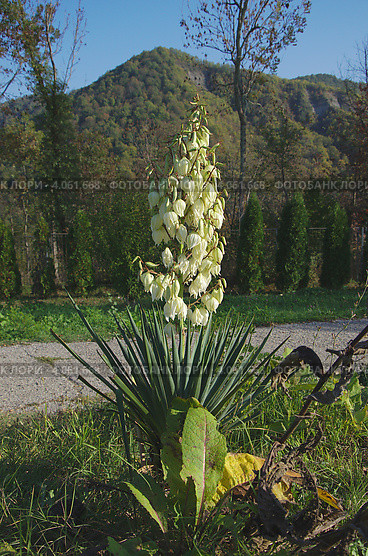 Юкка (yucca) Стоковое фото, фотограф Николай Истомин / Фотобанк Лори