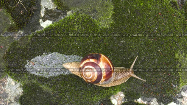 Улитка Achatina fulica движется по мху. Snail Achatina fulica moves on the moss. Стоковое видео, видеограф Евгений Романов / Фотобанк Лори