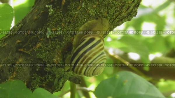 Улитка Австрийская цепея или Cepaea vindobonensis. Стоковое видео, видеограф Александр Мамонтов / Фотобанк Лори