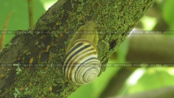 Улитка Австрийская цепея или Cepaea vindobonensis. Стоковое видео, видеограф Александр Мамонтов / Фотобанк Лори
