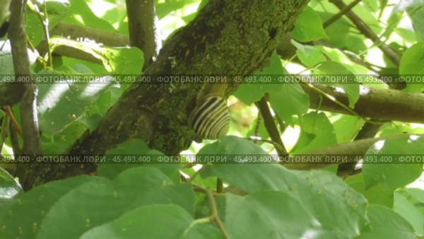 Улитка Австрийская цепея или Cepaea vindobonensis. Стоковое видео, видеограф Александр Мамонтов / Фотобанк Лори