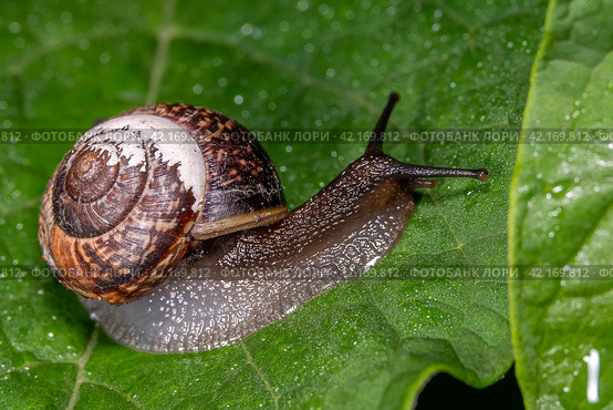 Улитка виноградная на зелёном листе с росой. Helix pomatia (также римская улитка, бургундская улитка, съедобная улитка или улитка) — вид крупных съедобных наземных улиток, дышащих воздухом, наземных легочных брюхоногих моллюсков семейства Helicidae. Стоковое фото, фотограф Руслан Лесков / Фотобанк Лори
