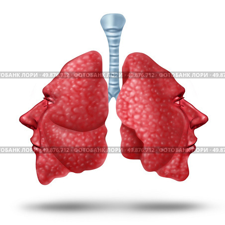 Understanding lung health and human lungs concept with the two sides of the inner breathing organ shaped as human heads as a heallth care symol of repiratory issues on a white background. Стоковое фото, агентство Ingram Publishing / Фотобанк Лори
