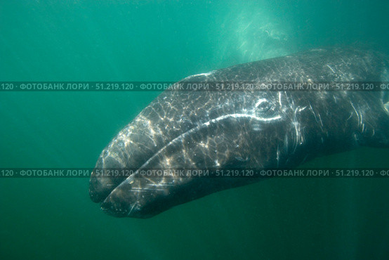 Underwater photo of a calif gray whale, San Ignacio Lagoon, Baja California, Mexico. VW Pics/Stocktrek Images/TASS. Стоковое фото, агентство ТАСС / Фотобанк Лори