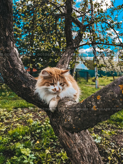 Юный плут. Стоковое фото, фотограф Маргарита Конькова / Фотобанк Лори