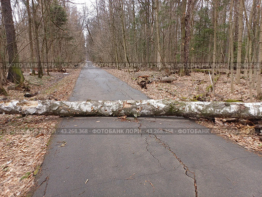 Упавшее дерево перегородило пешеходную дорогу в лесу. Национальный парк "Лосиный остров". Район Гольяново. Город Москва (2024 год). Стоковое фото, фотограф lana1501 / Фотобанк Лори