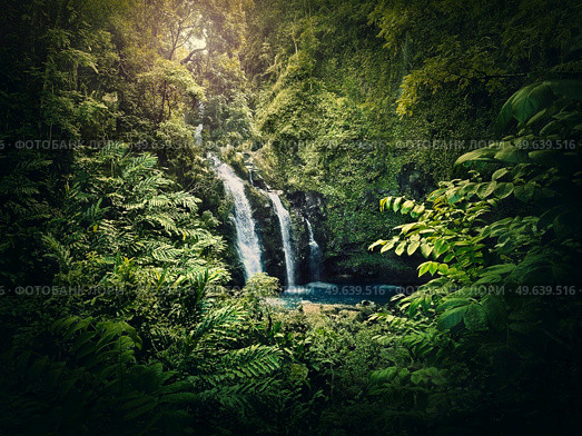 Upper Waikani Falls or Three Bears Waterfalls, the Road to Hana in Hawaii. Cascade in the jungle among tropical green vegetation. Wonderful scene in hawaiian dense rainforest with mixed fern plants. Стоковое фото, агентство Ingram Publishing / Фотобанк Лори