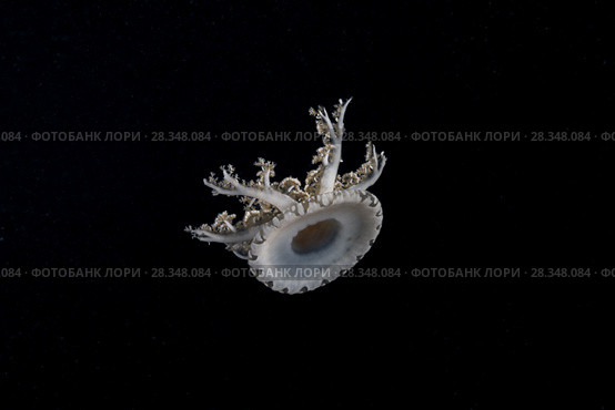 Upside Down Jellyfish (Cassiopea andromeda) in the night. Стоковое фото, фотограф Некрасов Андрей / Фотобанк Лори
