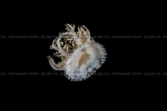 Upside Down Jellyfish (Cassiopea andromeda) in the night. Стоковое фото, фотограф Некрасов Андрей / Фотобанк Лори