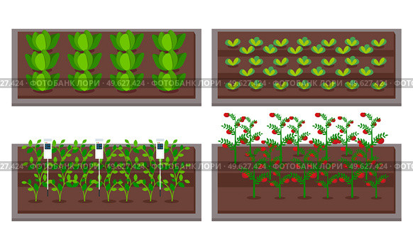 Urban farming, gardening or agriculture. Sprouts planting out to the wooden package bed. Growing vegetables using modern technology, use of greenhouses. Level neat seedlings beds with sensors. Growing vegetables using modern technology, use greenhouses. Level neat seedlings beds with sensors. Стоковая иллюстрация, агентство Ingram Publishing / Фотобанк Лори