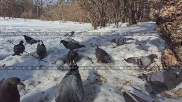 Urban grey pigeons gather food on the spring snow in the park. Close-up shooting. Стоковое видео, видеограф Ярославский Максим / Фотобанк Лори