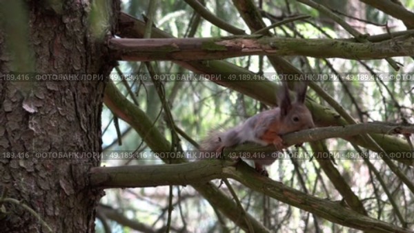 Уставшая дикая белка лежит на ветке дерева. Подмосковье. Май. A tired wild squirrel lies on a tree branch. Moscow region. May. Стоковое видео, видеограф Горшков Александр / Фотобанк Лори
